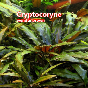 Cryptocoryne wendtii brown